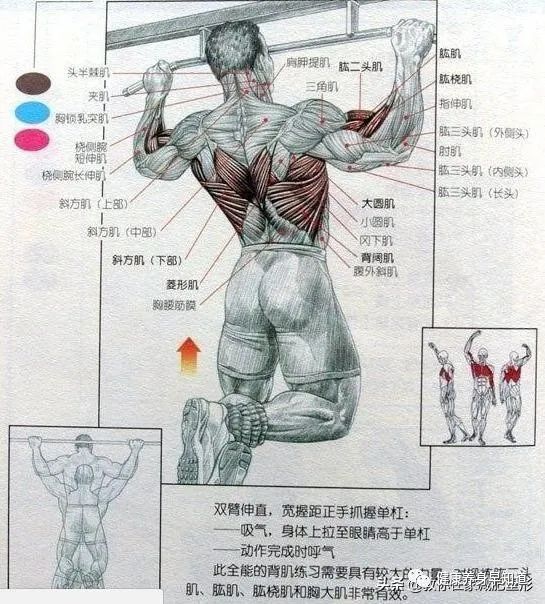 单杠引体向上动作训练方法和要领-知新网