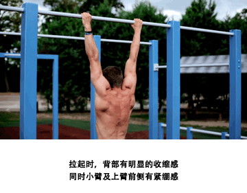 单杠引体向上动作训练方法和要领-知新网