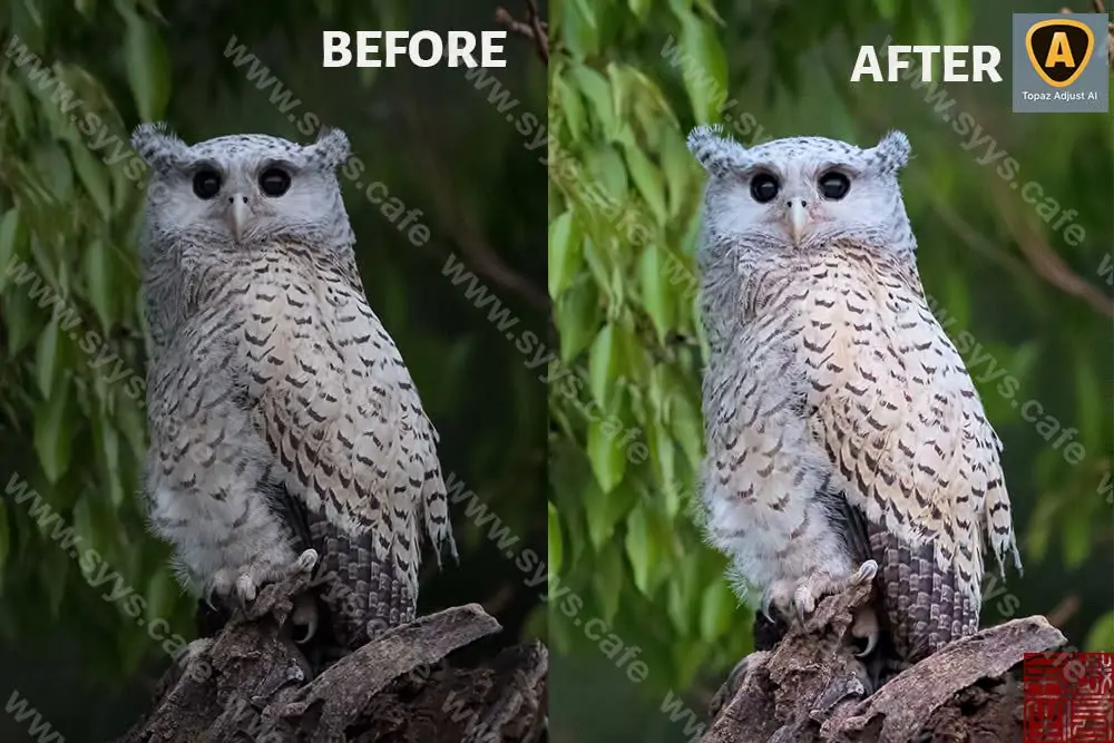 图片[17] - Topaz Adjust AI - 软件资源 - 岁有余生