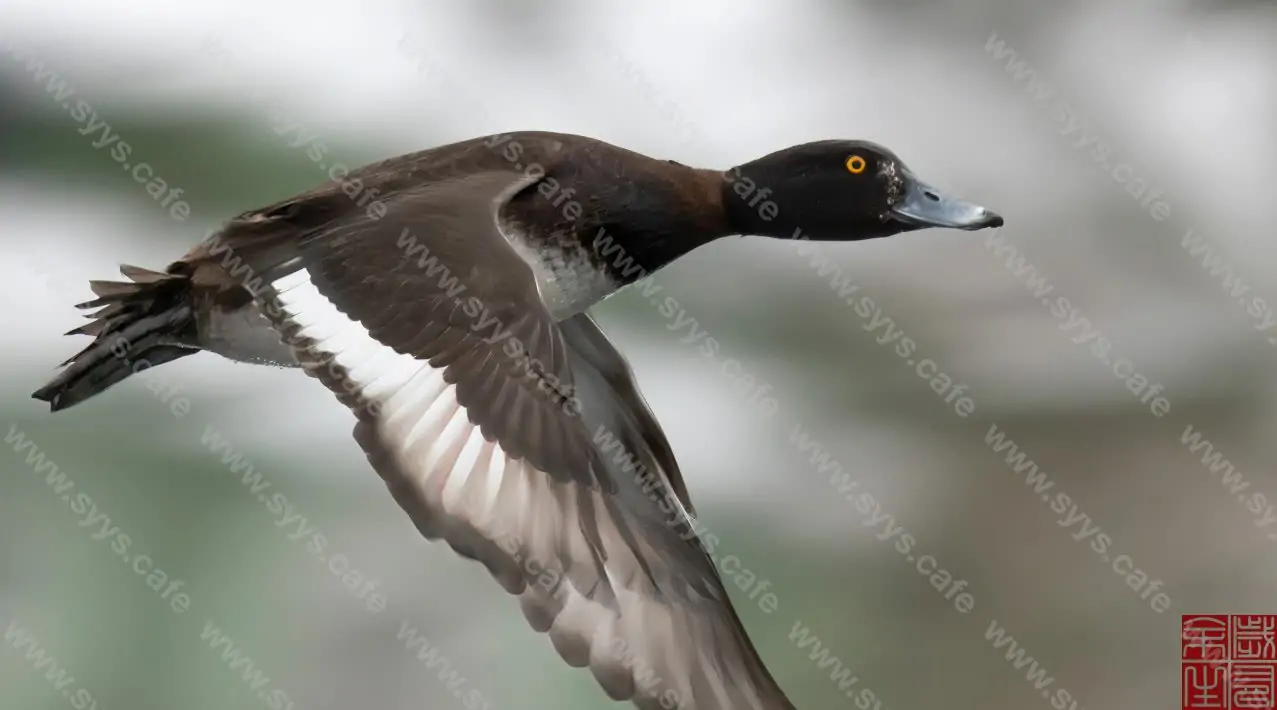 图片[4] - Topaz Sharpen AI - 软件资源 - 岁有余生