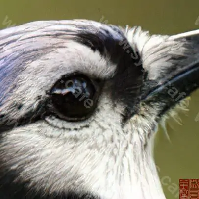 图片[15] - Topaz Gigapixel AI - 软件资源 - 岁有余生