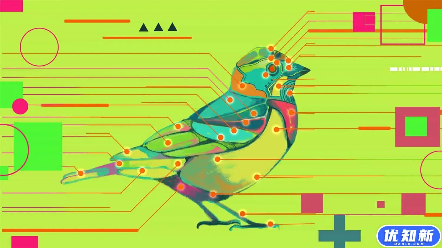 鸟之谜/Avian Enigma-知新网